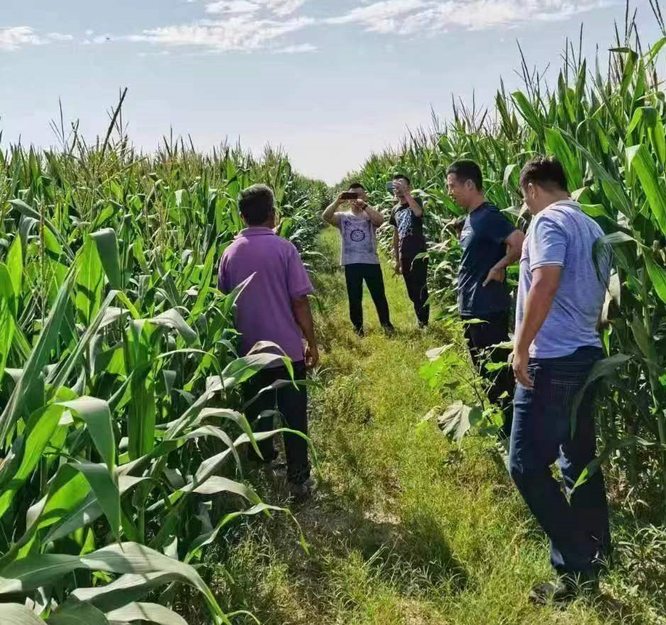 连续种一个玉米种子减产吗,玉米种子今年买过年种是否减产