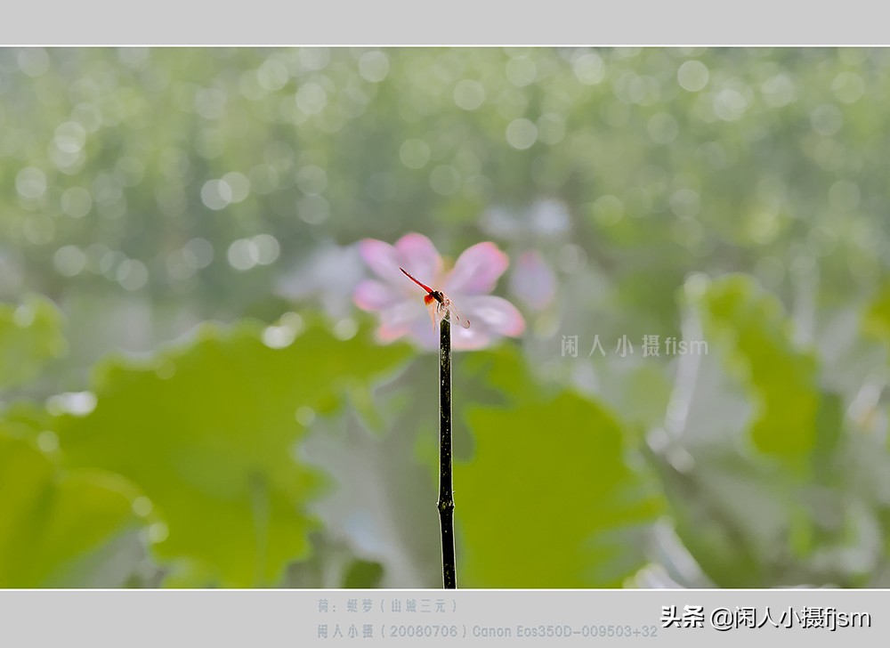 把荷花拍高级的摄影技巧,摄影荷花的拍摄技巧