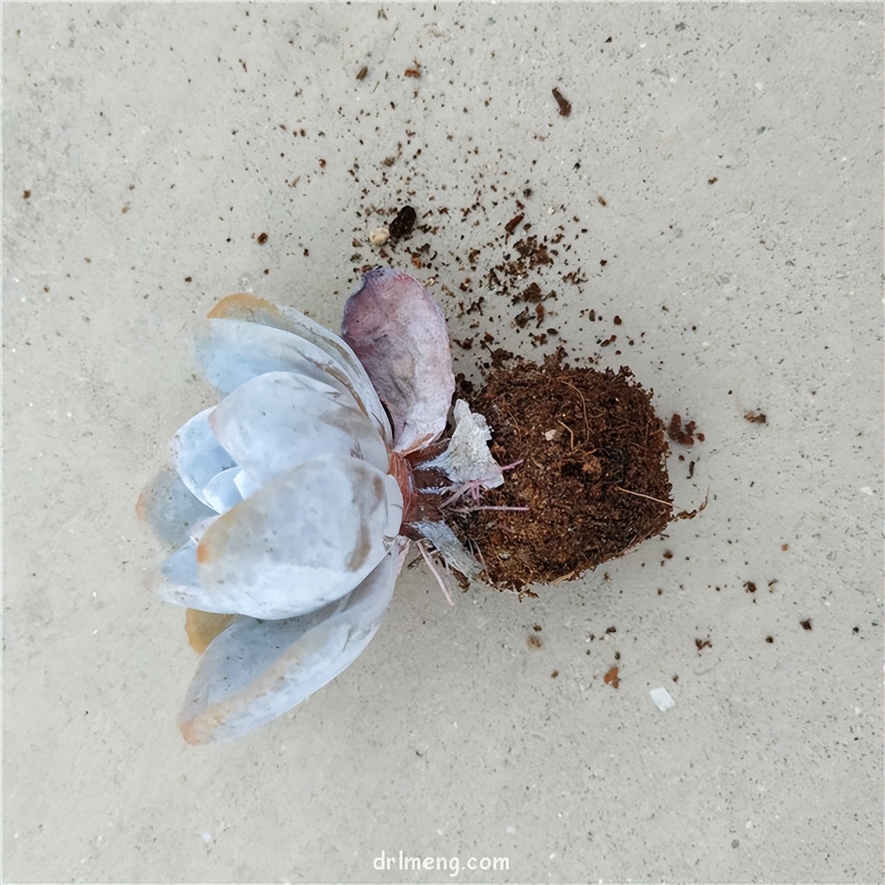 买回来的玉缀多肉需要换土吗,自己家的多肉换土需要晾根吗