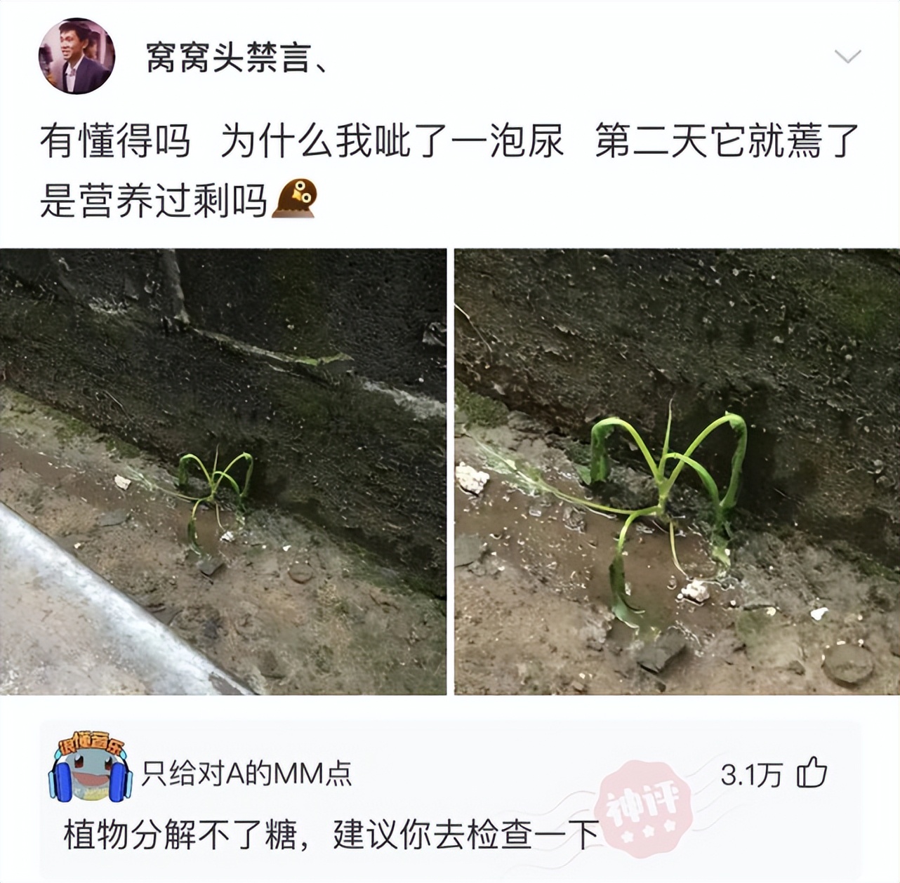 神回复：为什么吃生的蒜头会一直打喷嚏