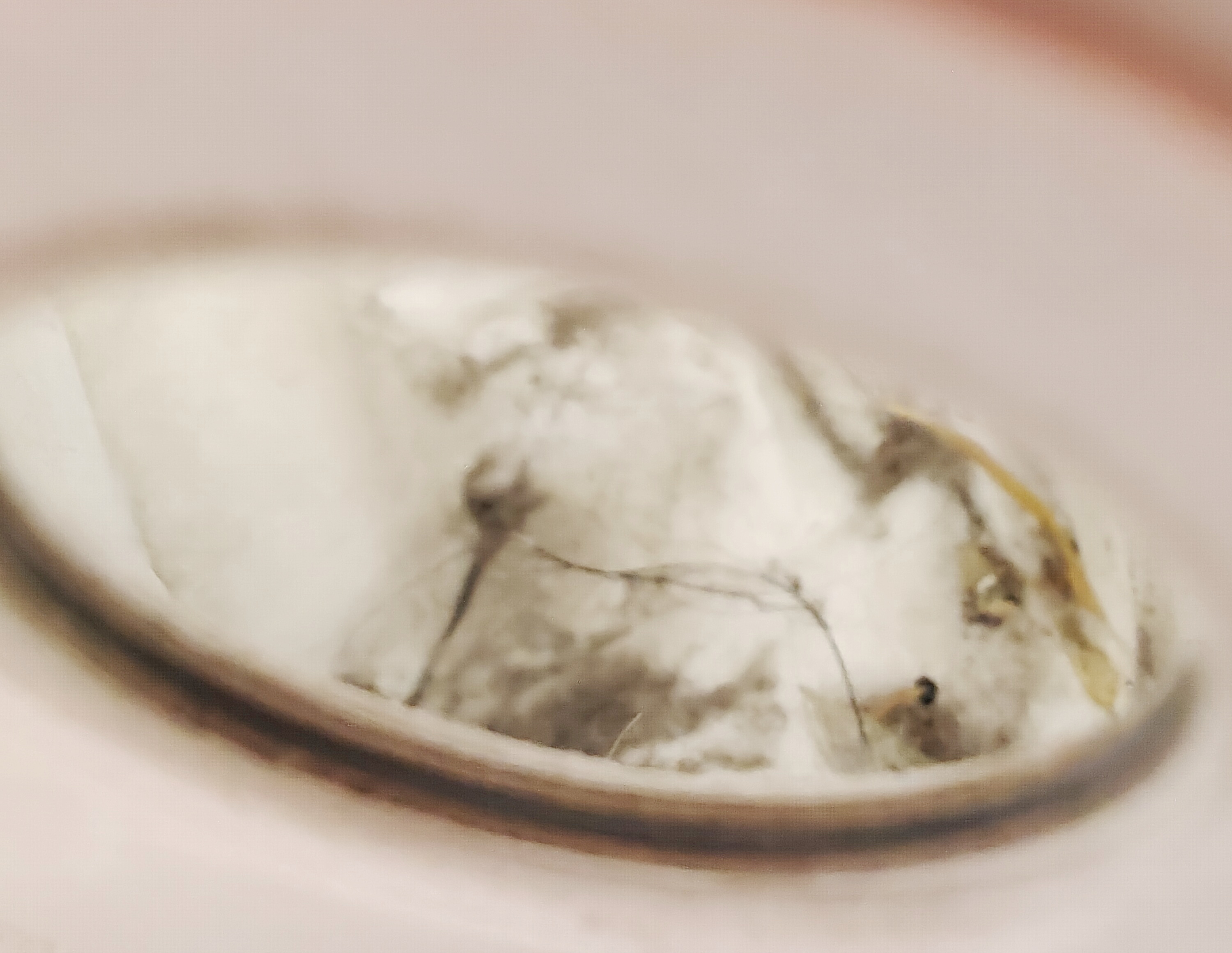 睿米扫地机器人扫拖一体,睿米扫地机器人eva不洗拖把