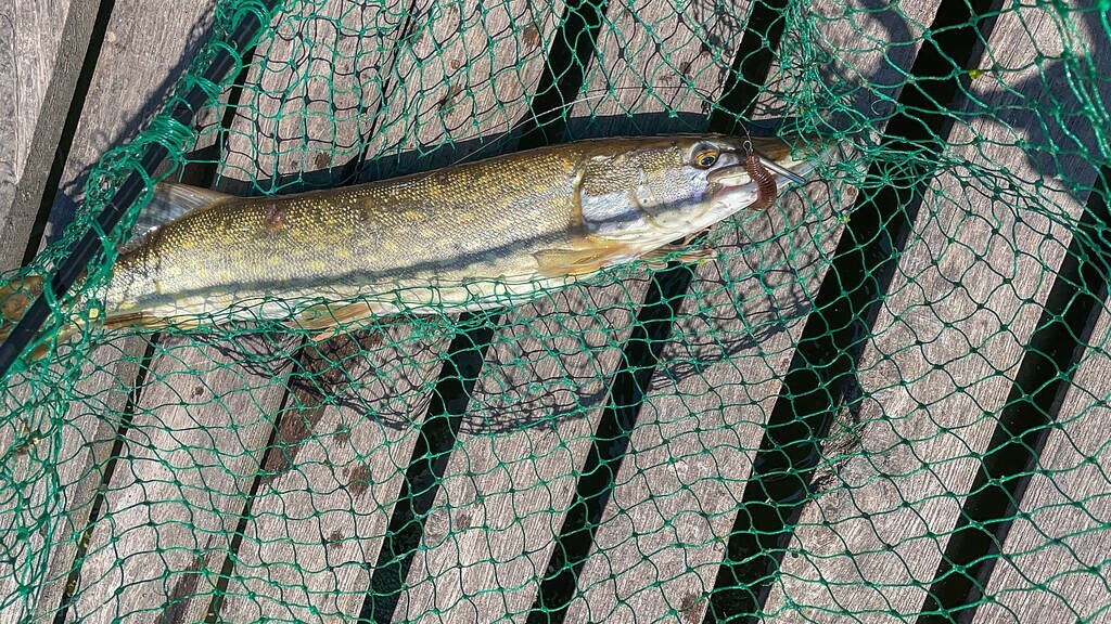 土池养黄鳝一亩需要多少种苗,水泥池塘养殖黄鳝