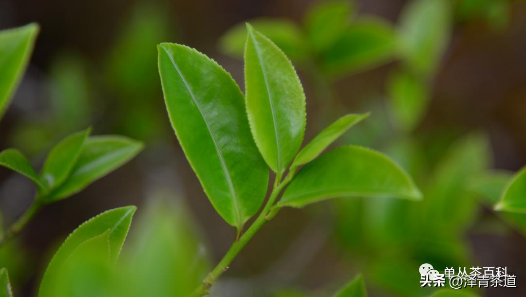 了解一下凤凰单丛,了解凤凰单丛