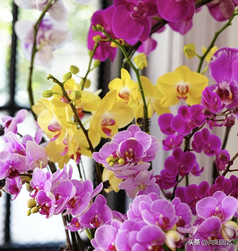 蝴蝶兰现在在市场上卖多少钱一盆,蝴蝶兰多少钱一盆哪里有卖