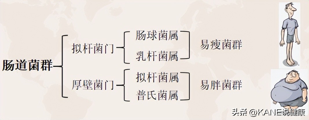 为什么每个人都要去做肠道菌群检测？