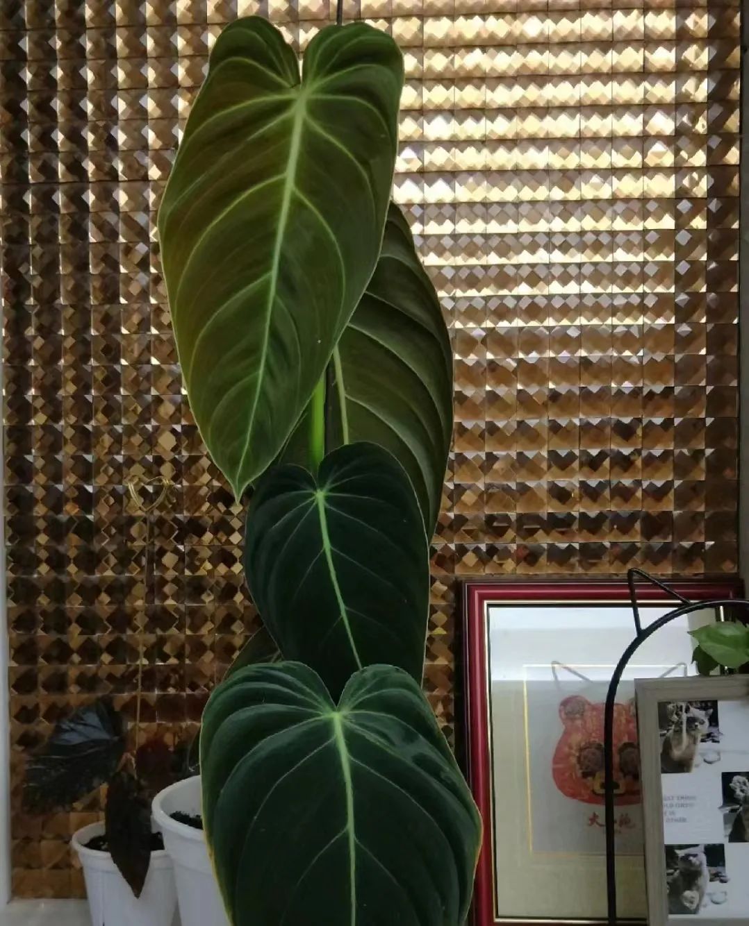 蔓绿绒品种图片大全,蔓绿绒品种图片图文