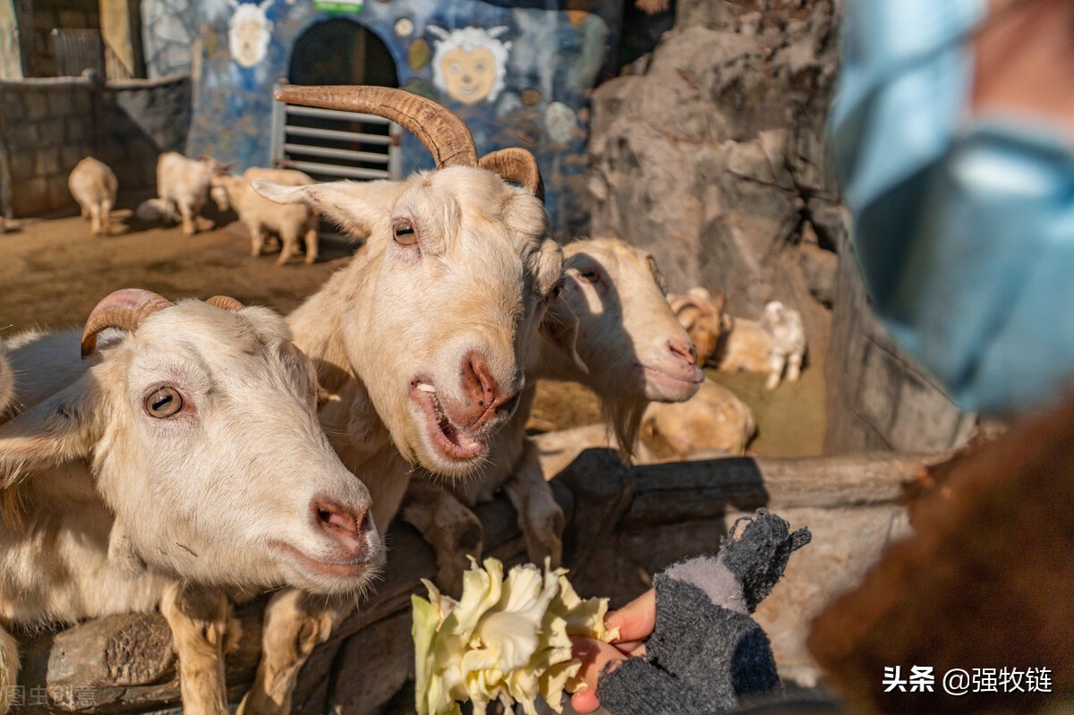 养羊最忌讳什么饲料,养羊喂发酵料注意事项
