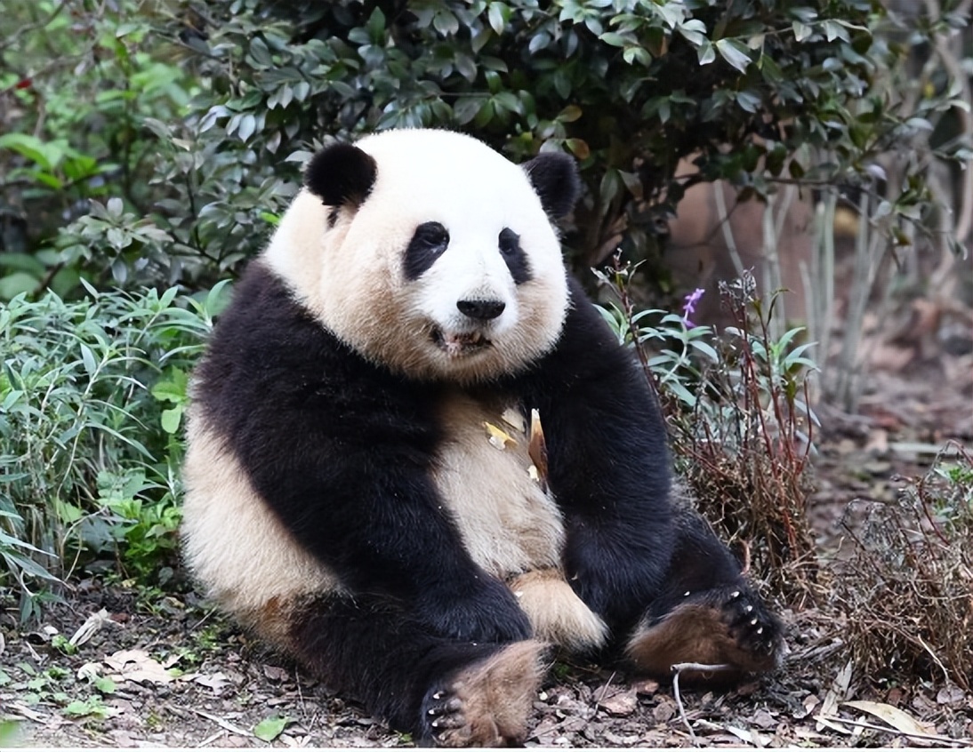 熊猫界顶流盘点,熊猫界十大顶流