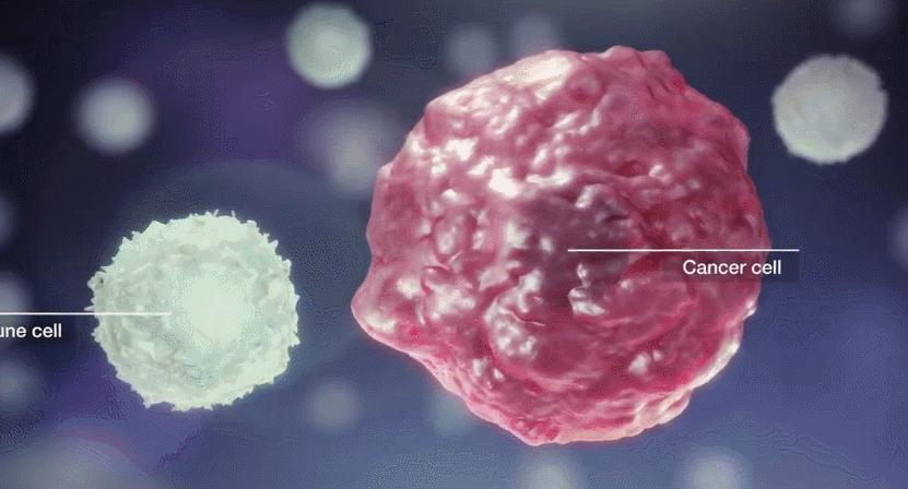 免疫疗法抗肿瘤视频,免疫疗法治愈肿瘤最新消息