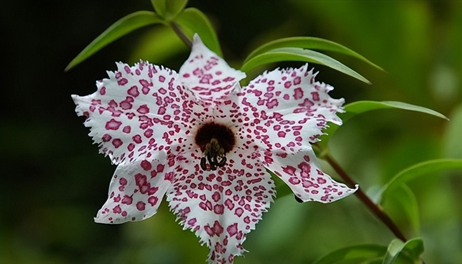 102个大类近500个多肉植物图片，都极其美丽，建议在家中也养一盆