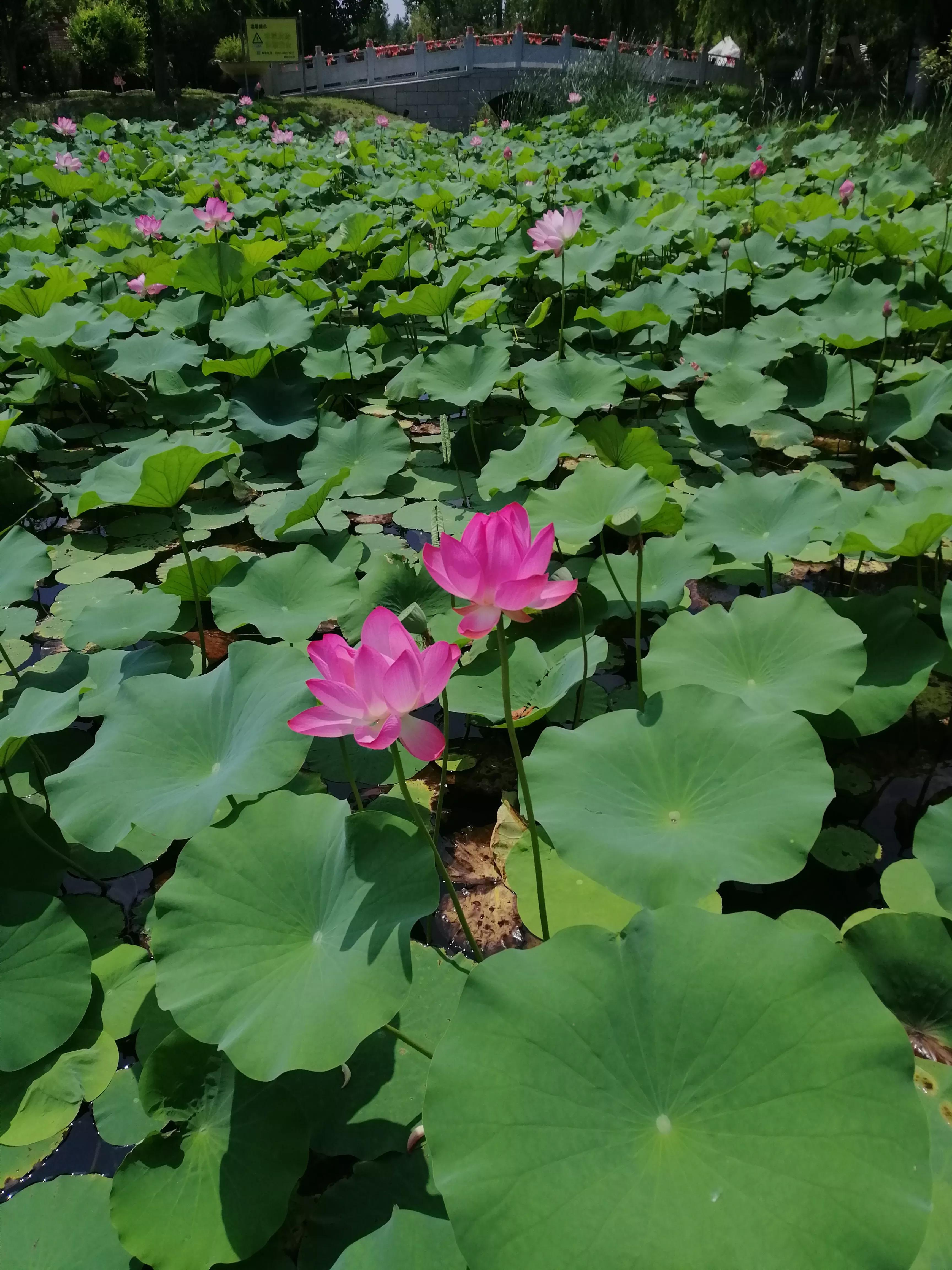 梅西的好词好句,梅西的好