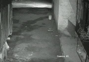 监控下的一幕狗狗吓尿了,主人凌晨一点多发现狗狗被吓到