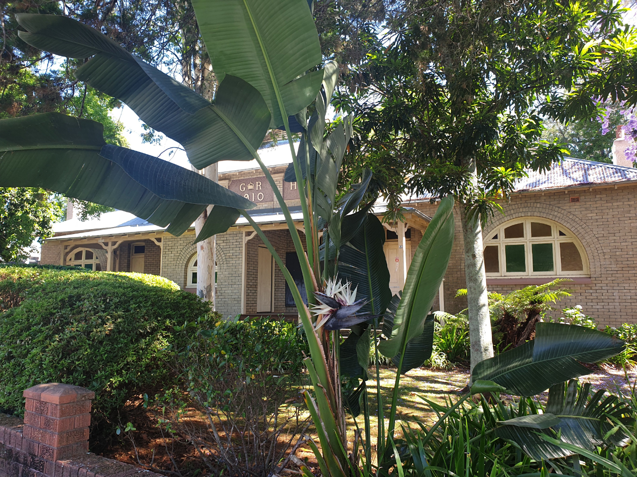 鹤望兰各个品种哪个耐晒,购买鹤望兰