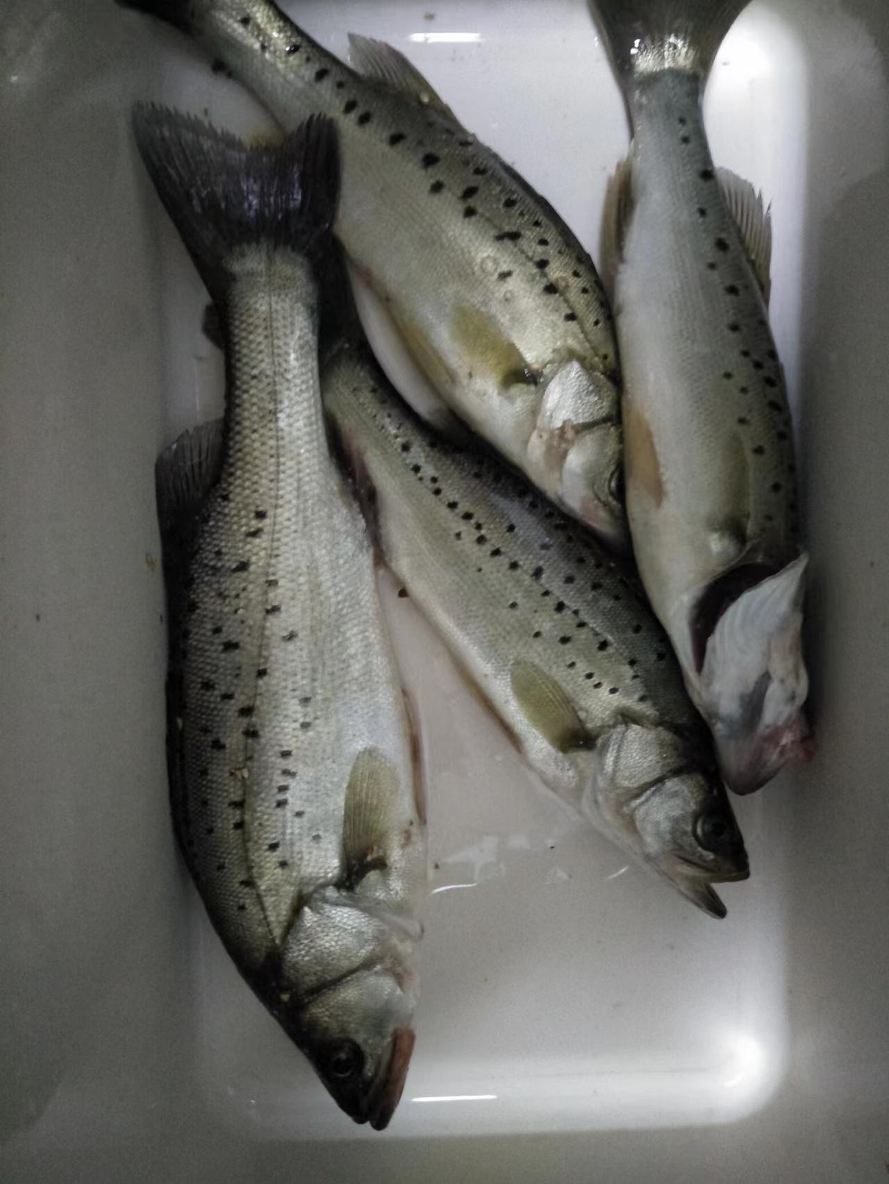 近海钓海鱼技巧,淡水海鲈怎么钓和找位置