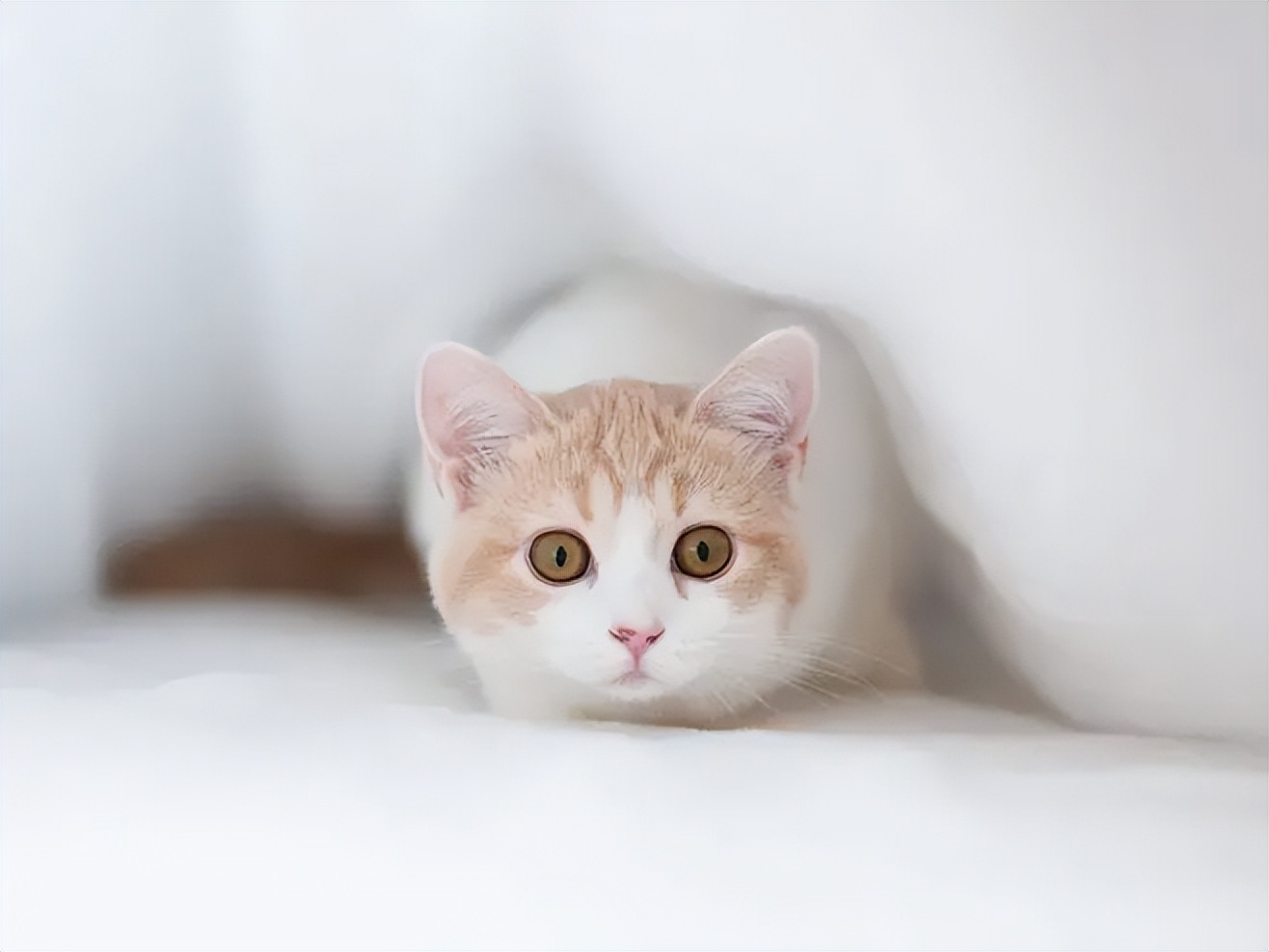 家里养猫的正确方法和注意事项,新手养猫注意事项