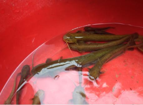 十大常见的小河鱼,农村河里常见的十种小野鱼