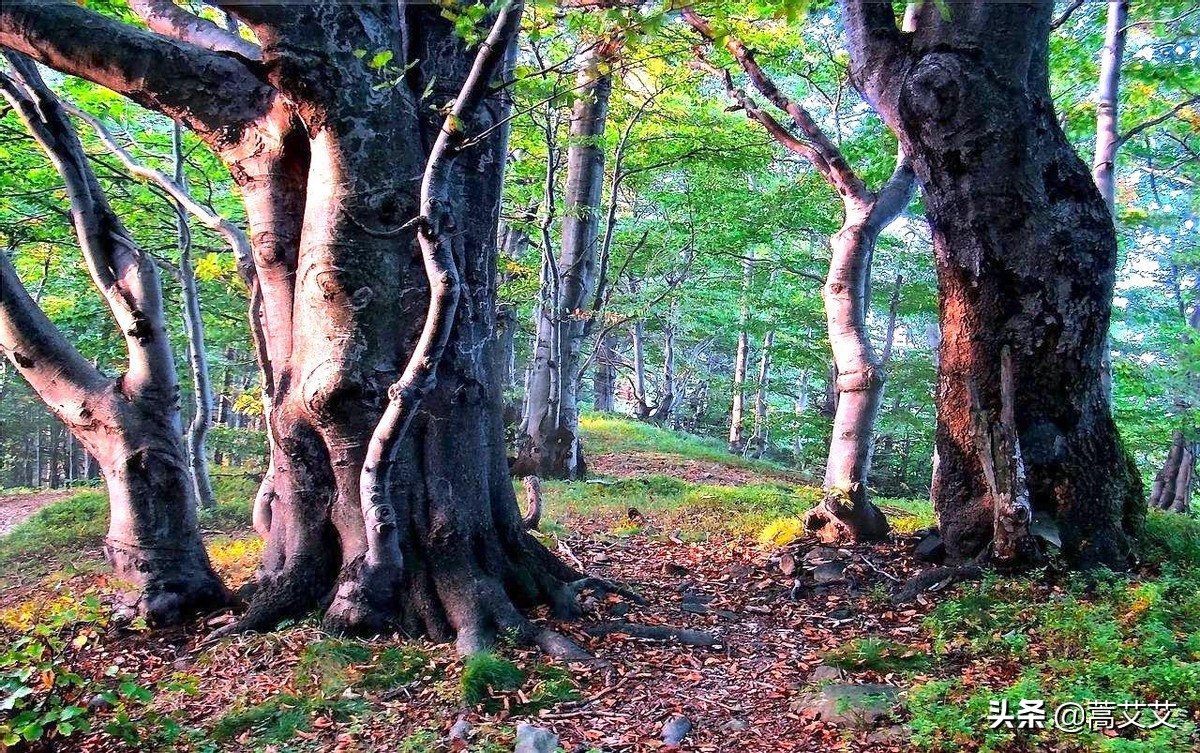 哈利波特全魔杖,哈利波特十大最强魔杖图片