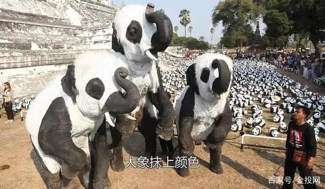 熊猫抵达卡塔尔,熊猫抵达卡塔尔受当地民众欢迎