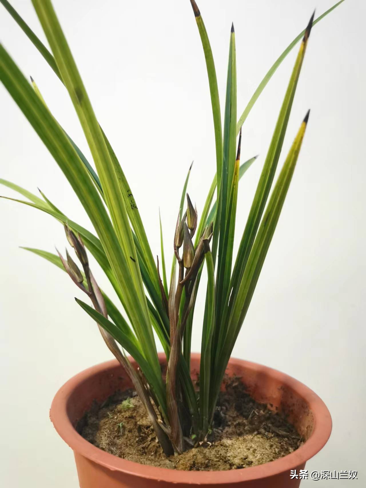 春剑兰怎么养护,春剑兰养殖技巧