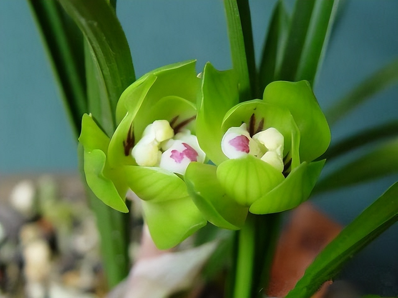 为什么兰花受这么多人吹捧,兰花为什么这么受欢迎