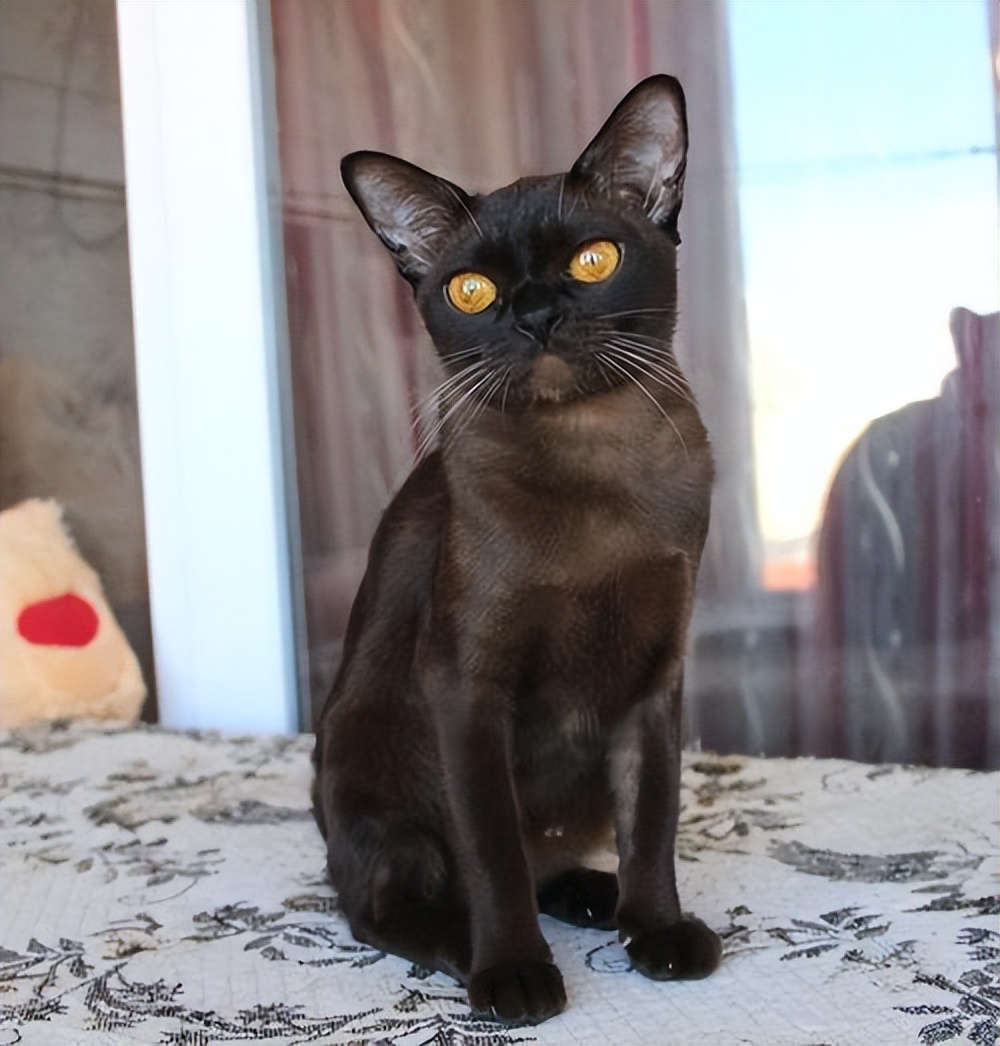 纯种猫咪有哪些颜色,纯种宠物猫有哪些品种