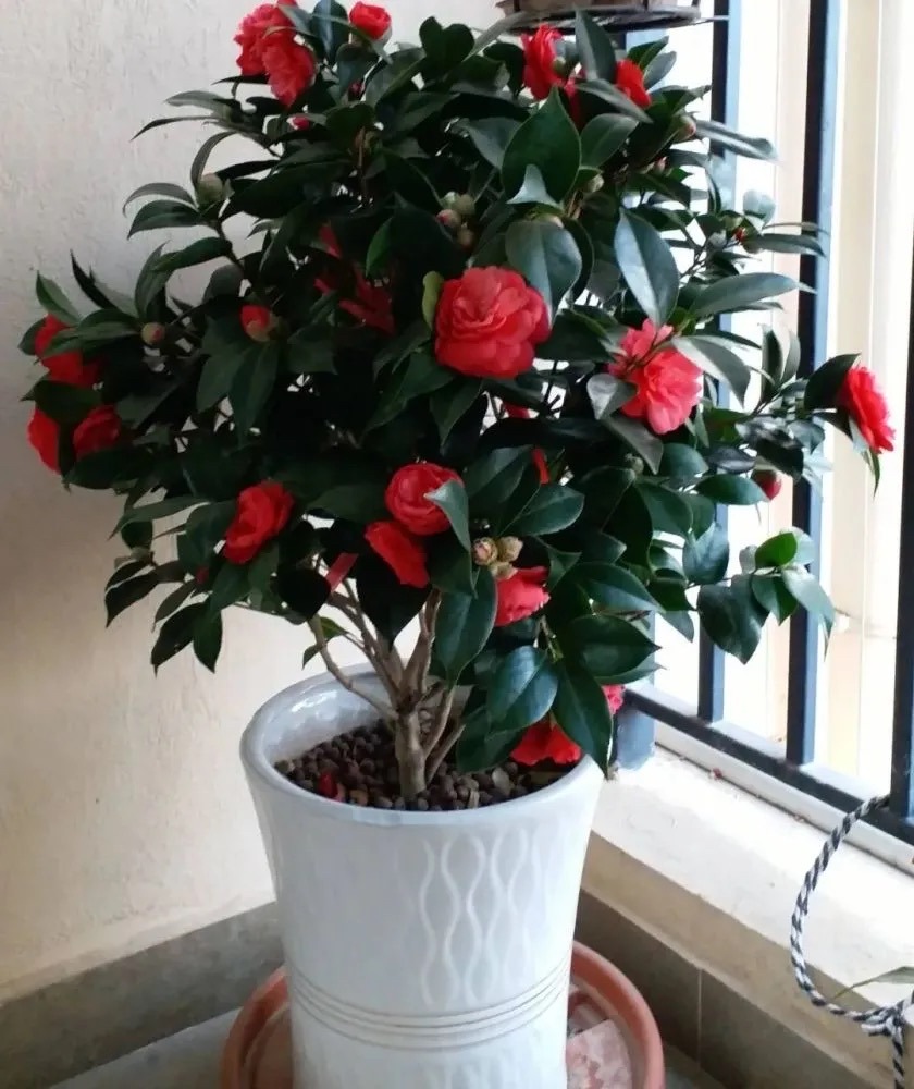 过年家里要养什么花才会好运,什么花适合过年北方养