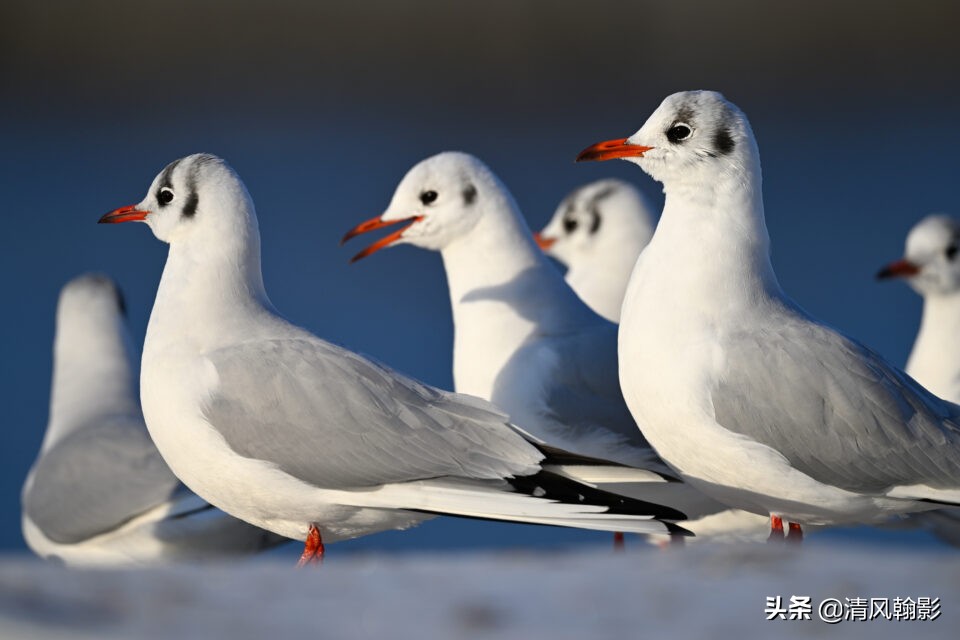 z9拍鸟照片,z9相机购买攻略