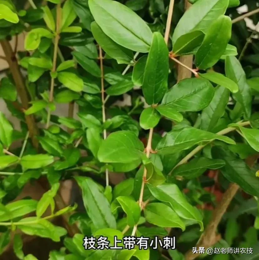 怎样辨别石榴苗真假,突尼斯软籽石榴树怎么辨真假