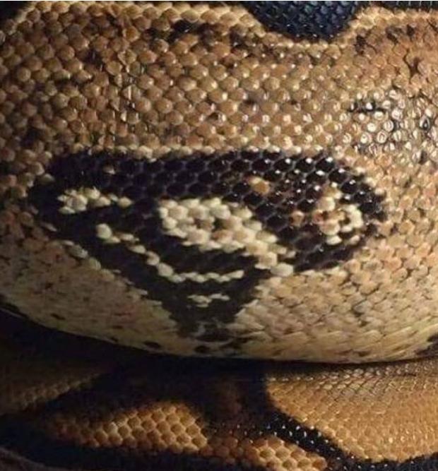 美丽的大自然的作文,美丽的大自然现代诗