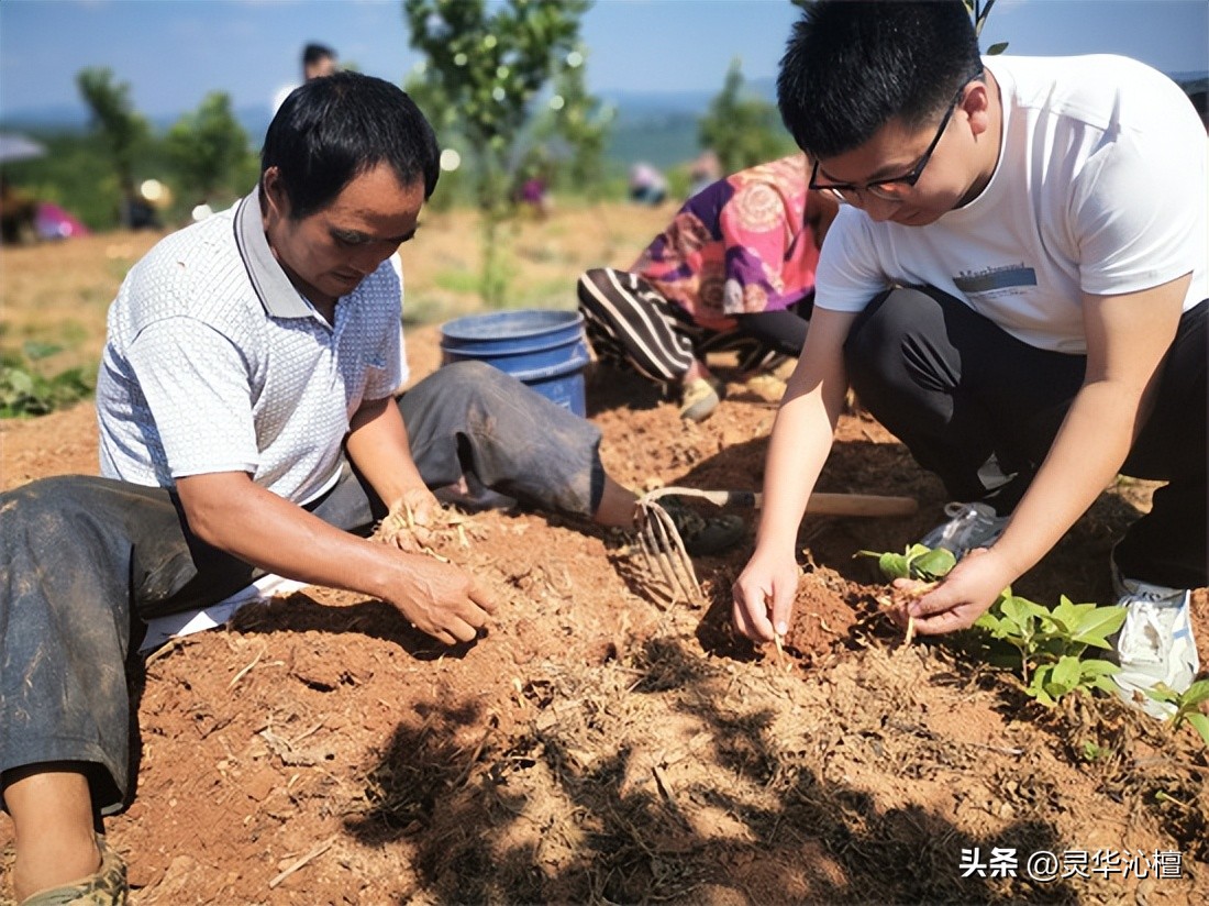 “柚”上结出“致富果”林下“参”出“黄金根”