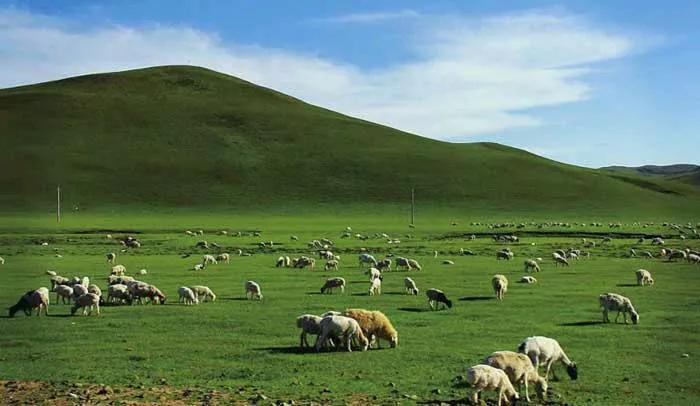 鍩哄洜缁勫伐鍏风,妞嶇墿鍩哄洜缁勫伐鍏风