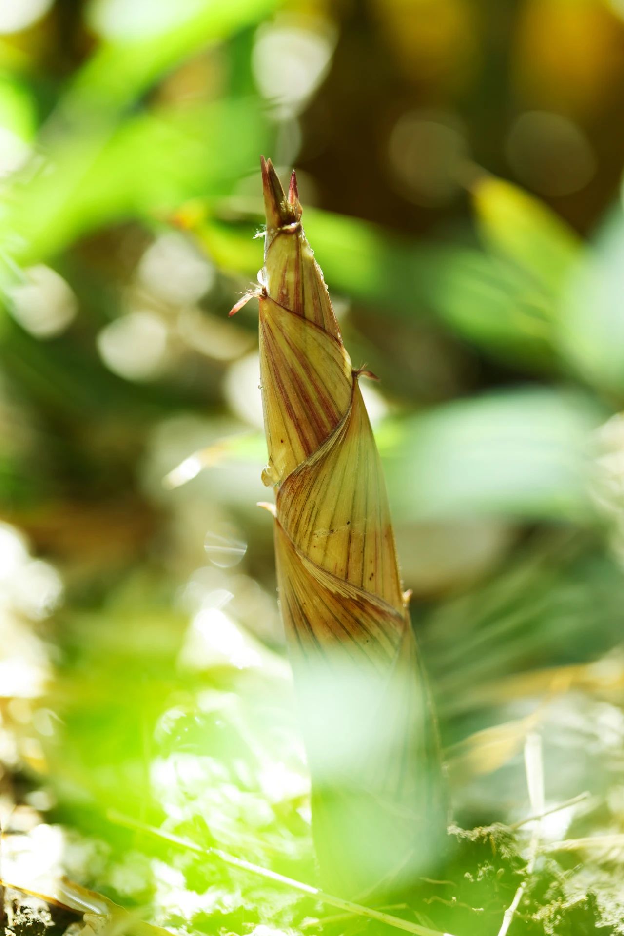 盼望春天到来的古诗,关于盼望春天的诗句古诗