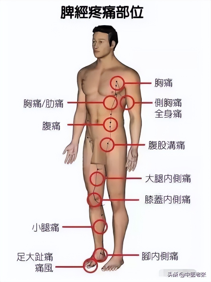五脏六腑疼痛区高清图对照,人体五脏六腑疼痛区