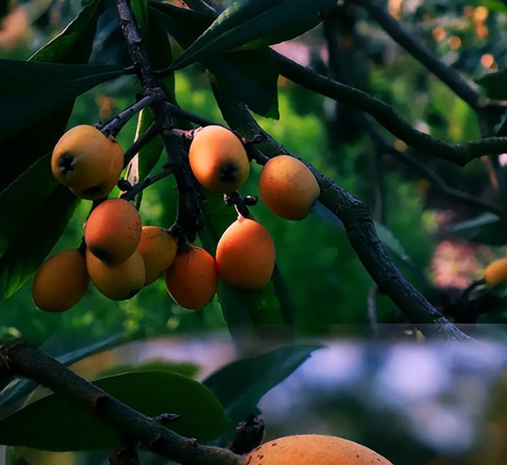 诗词鉴赏-南风树树熟枇杷，有关枇杷的诗词，写满了旧日的好时光