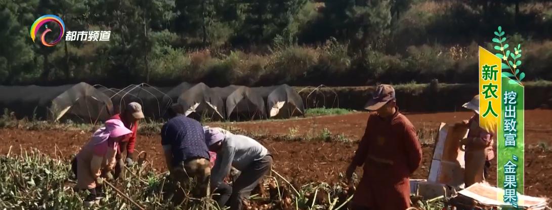 金果果打开致富之路,百香果成脱贫致富金果果