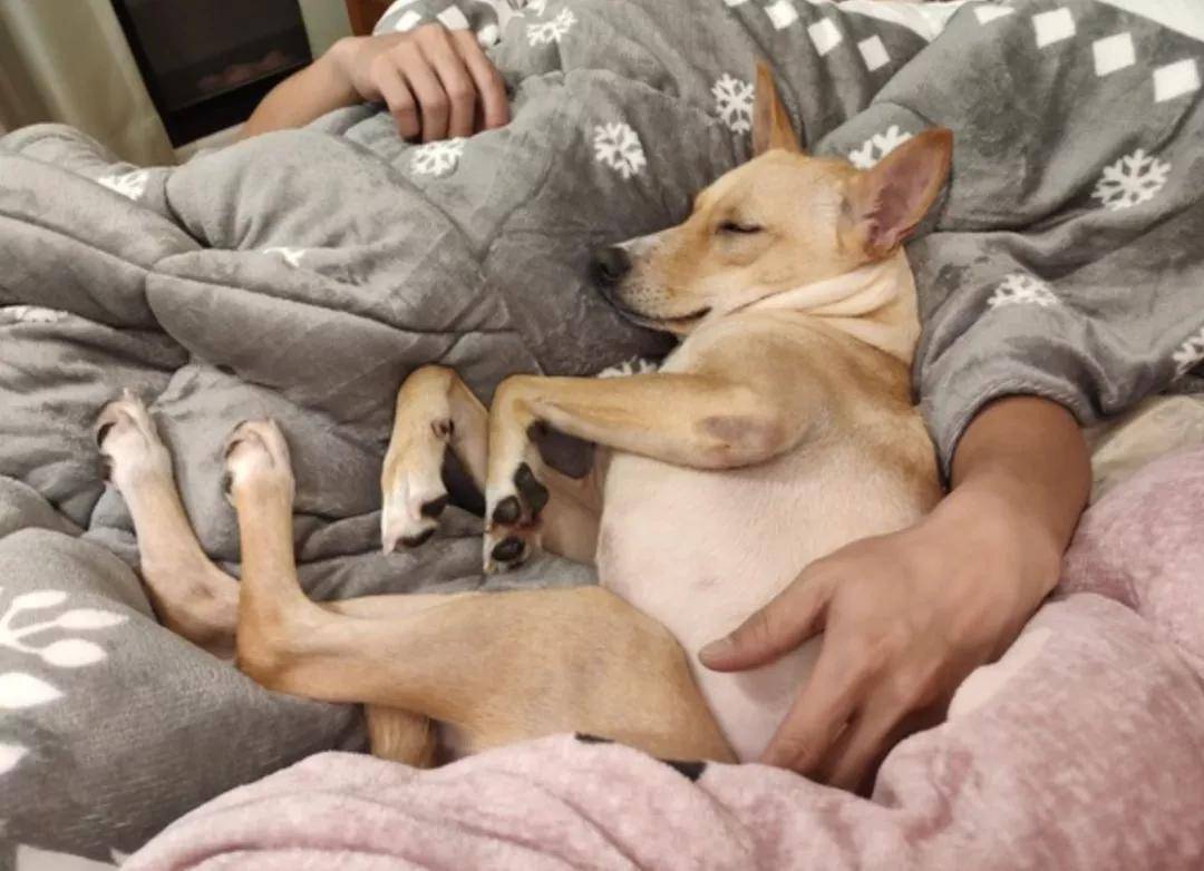 狗狗把你当爷爷的八种表现,狗狗把你当什么的六种表现