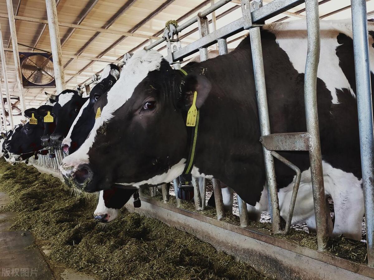 猪价回调养殖,养牛前景及2024年猪价预测