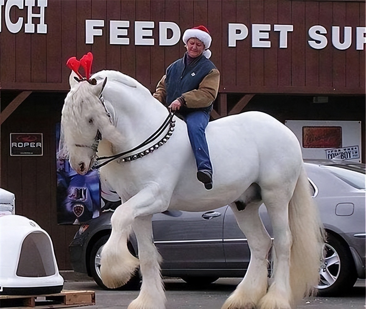 世界上载重最大的马,体型最大的马有多高