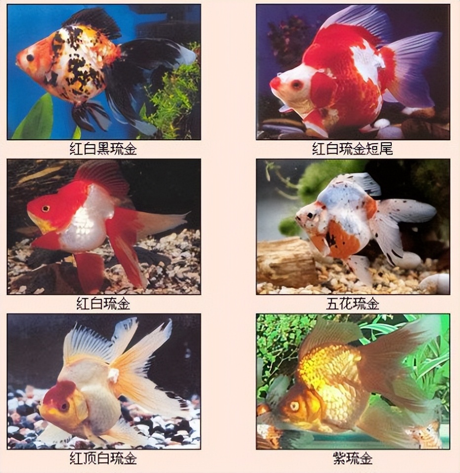 适合从上往下看的金鱼有什么品种,各种金鱼的品种图片