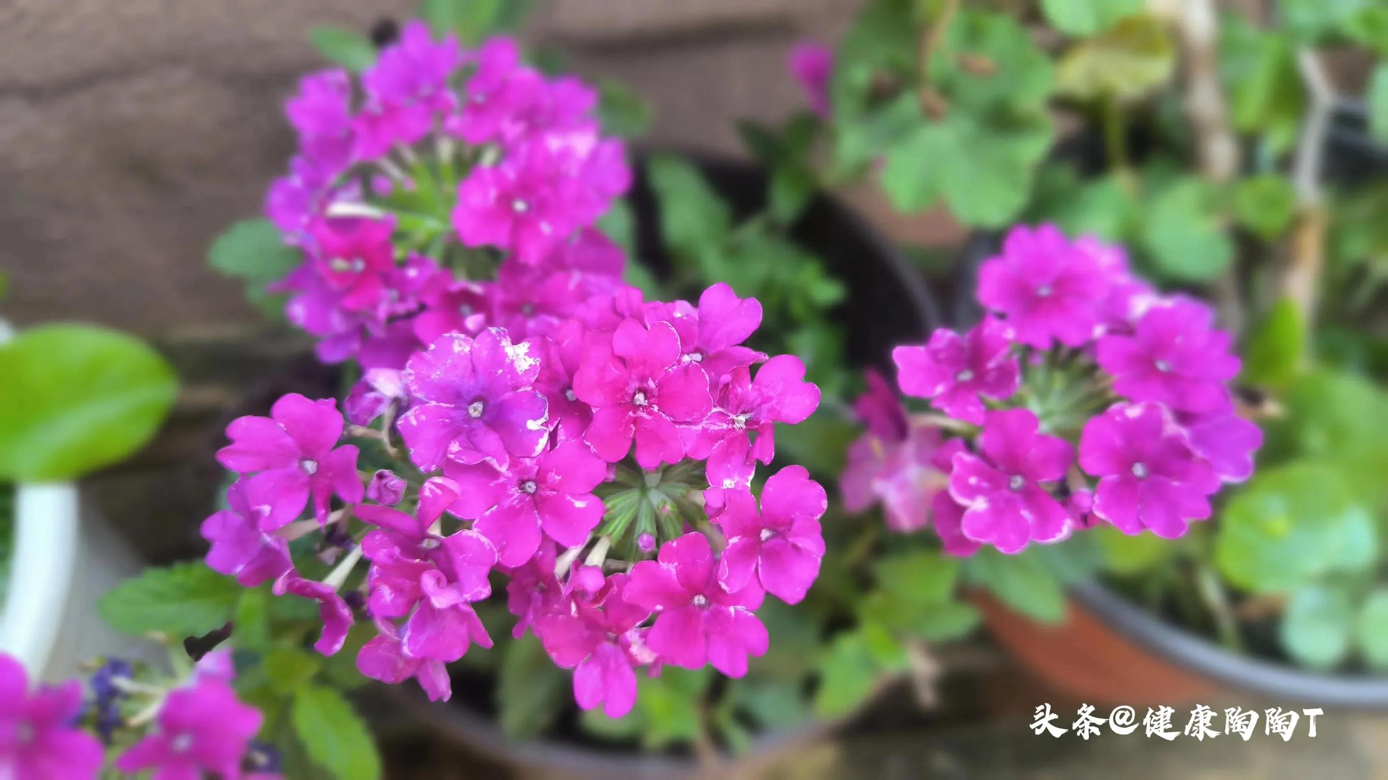 美丽的星期天小号音乐,美丽的星期天完整版