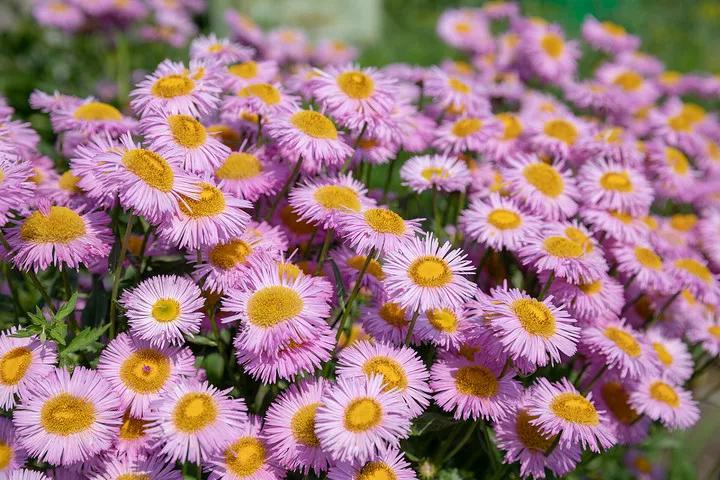 自己在家制作艾草熏香,家用艾草熏香精油