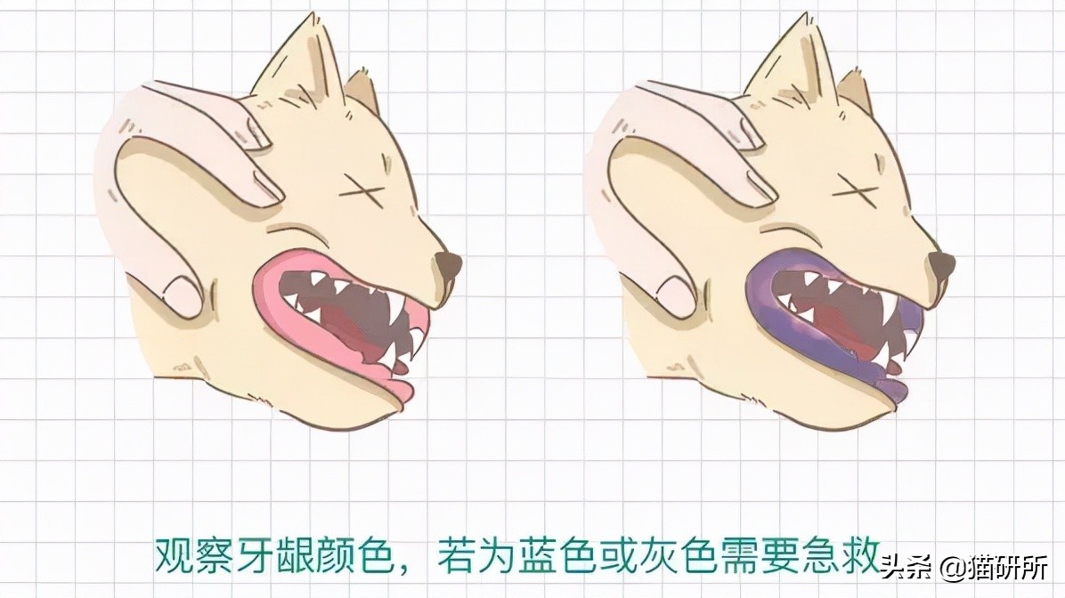 猫咪吃东西被噎住,猫咪吃东西卡住怎么救