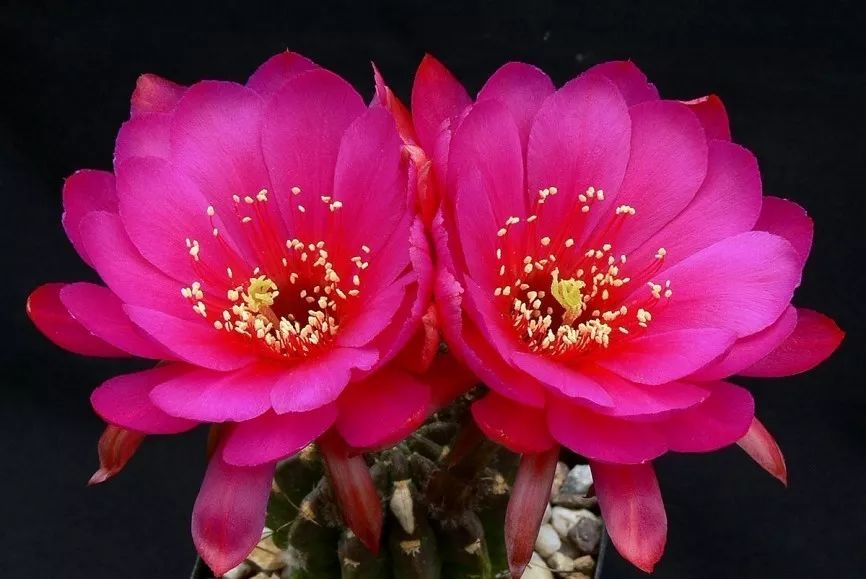 200种·仙人球开花图鉴，大开眼界，美到爆