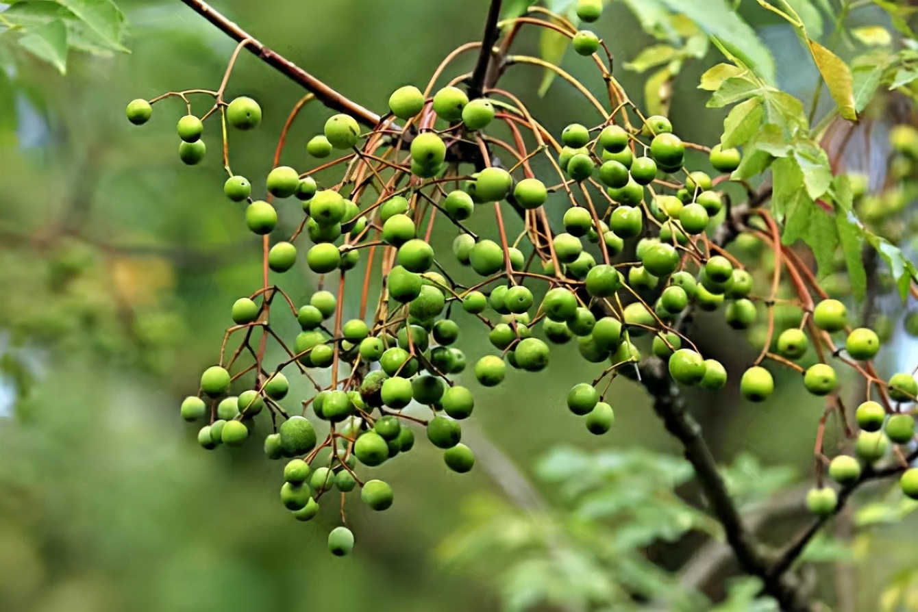 梦里多少花落无人知,梦里不曾落花