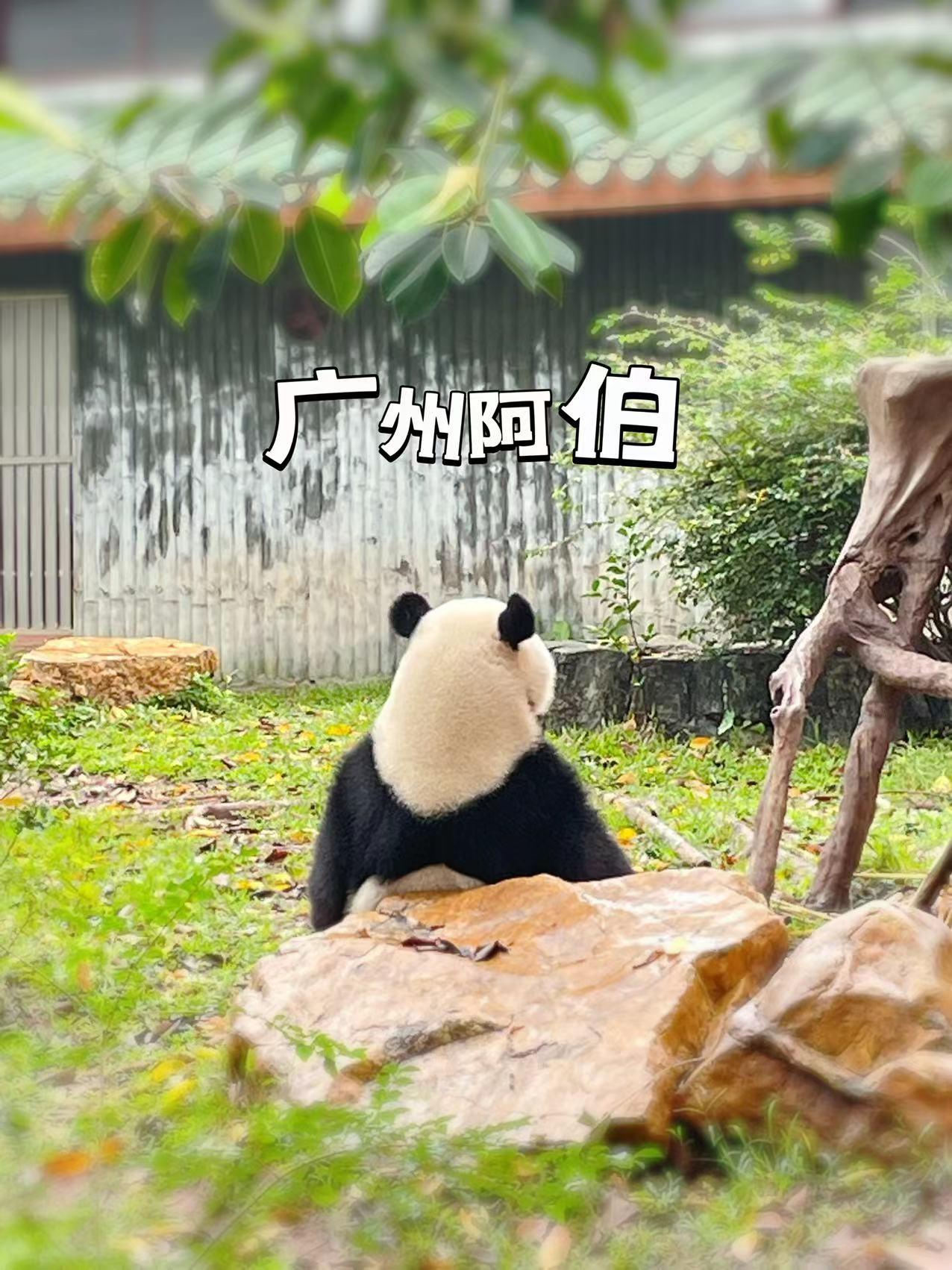 广州长隆动物园60岁以上老人门票,比广州动物园门票更低的动物园