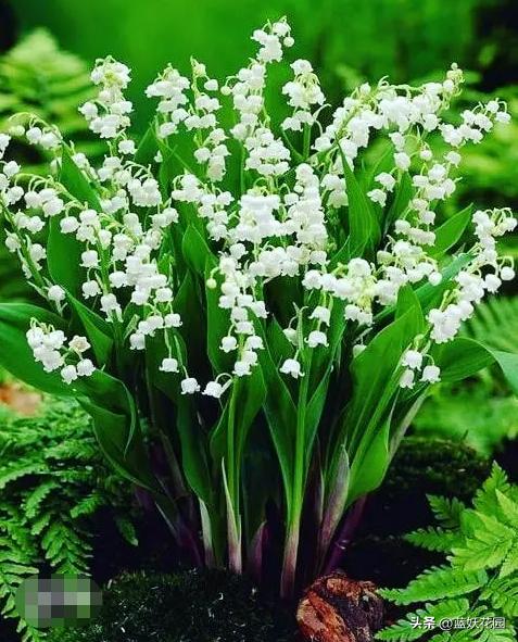 好养的花铃兰花 (什么样的铃兰花最好养)