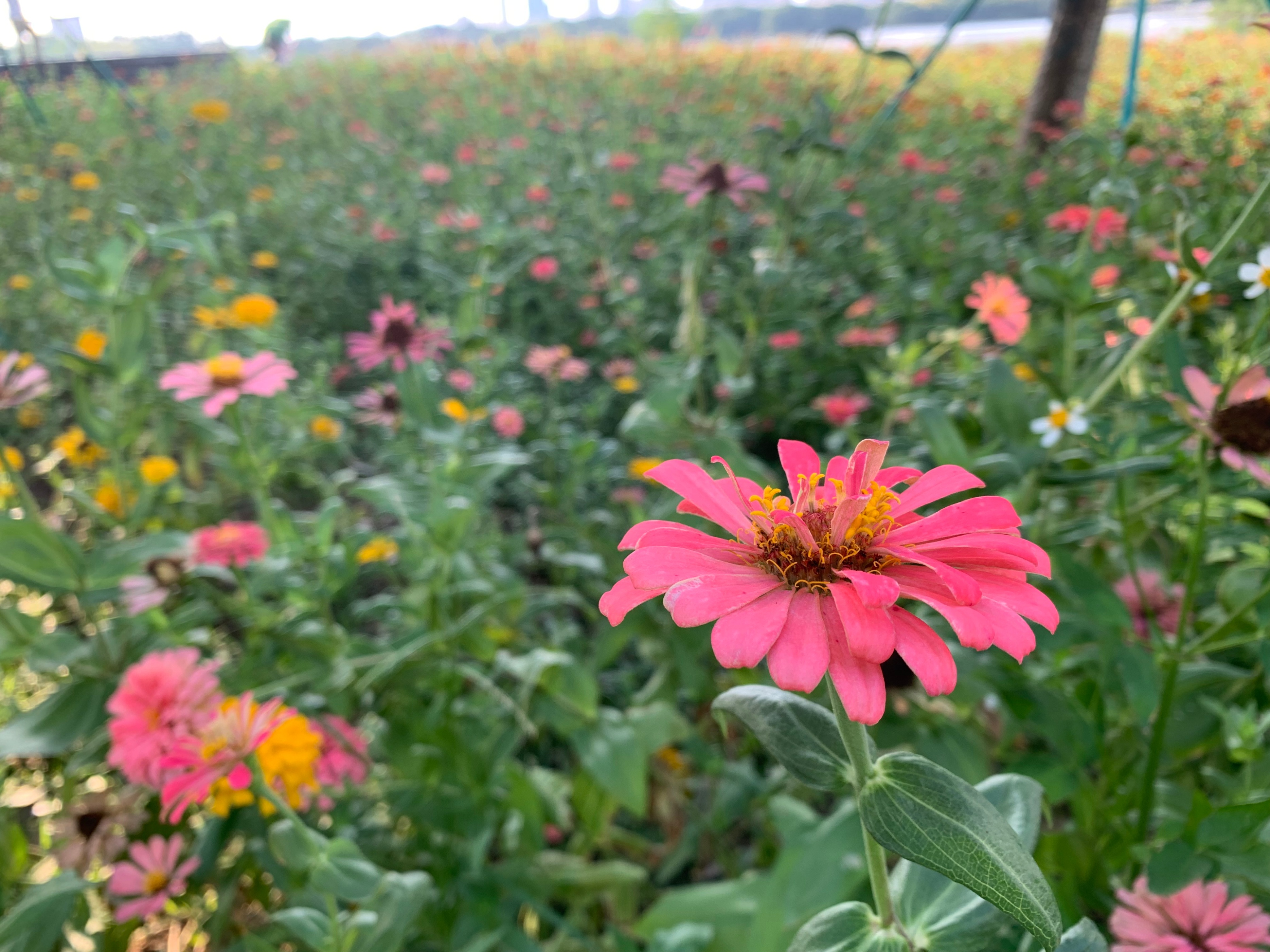 广州国庆假期一日游:南肾海珠湖国家湿地公园的最佳旅游攻略