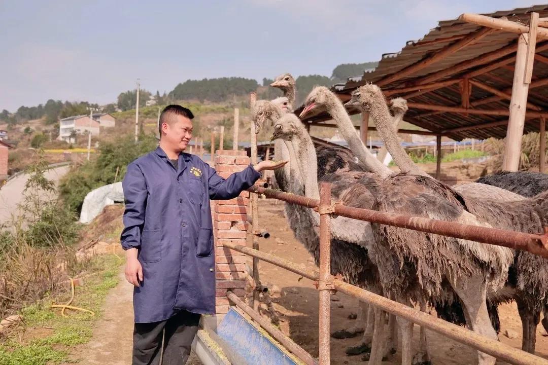农村大学生返乡养殖鸵鸟,资中80后小伙返乡创业养鸵鸟