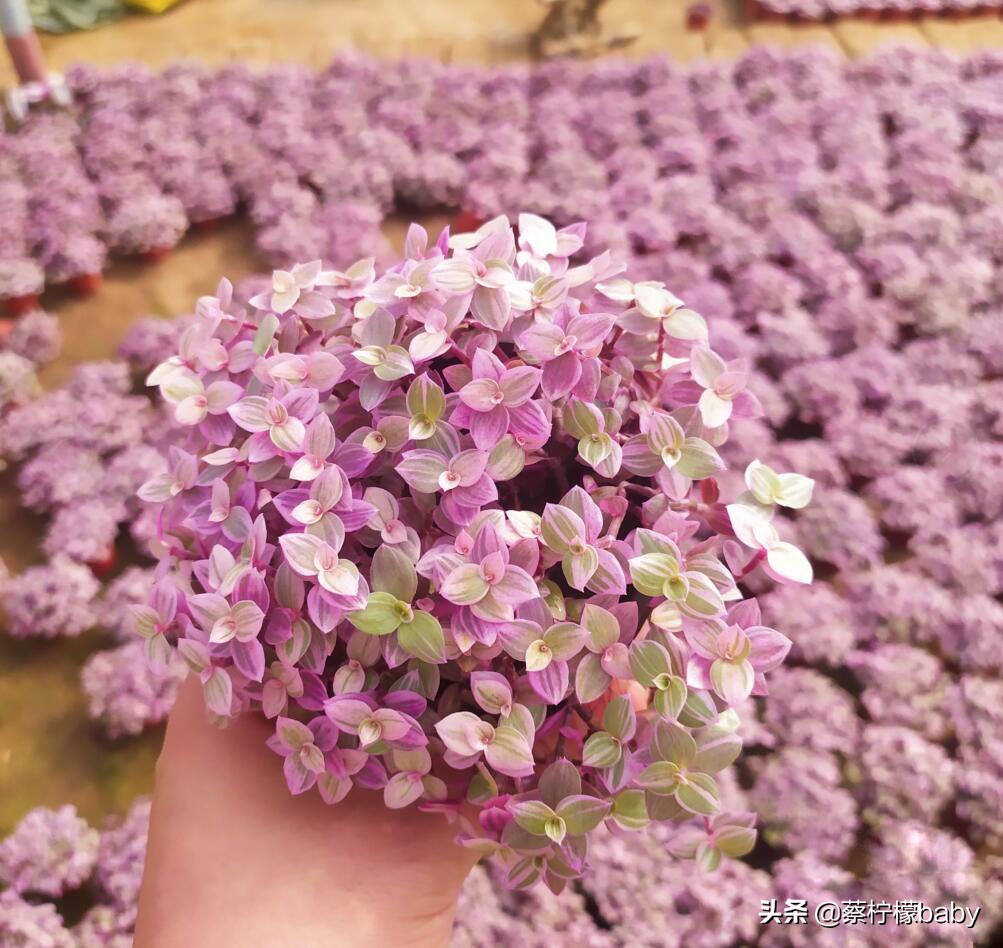 漂亮无毒的观叶植物,观叶植物嫣红蔓