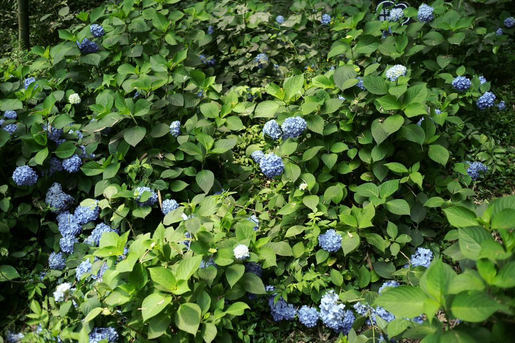 听我的，四月的杭州才是浪漫天花板。